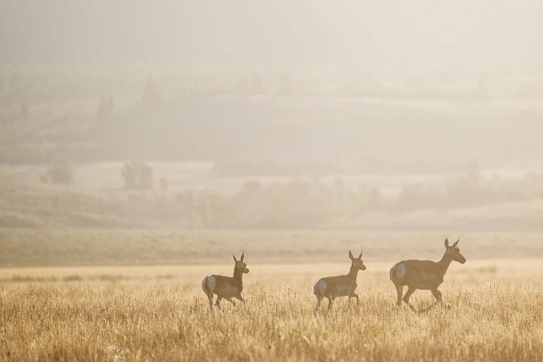 Pronghorn
